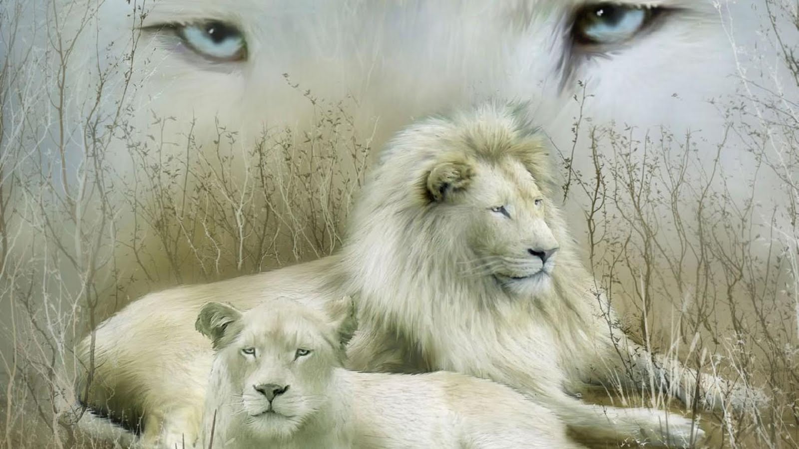 美しい白い壁紙,ライオン,野生動物,ヘア,ネコ科,マサイライオン
