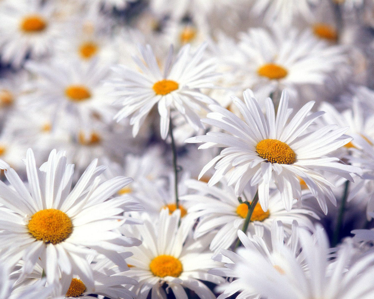 아름다운 흰색 벽지,꽃,데이지,oxeye 데이지,카밀레,카밀레