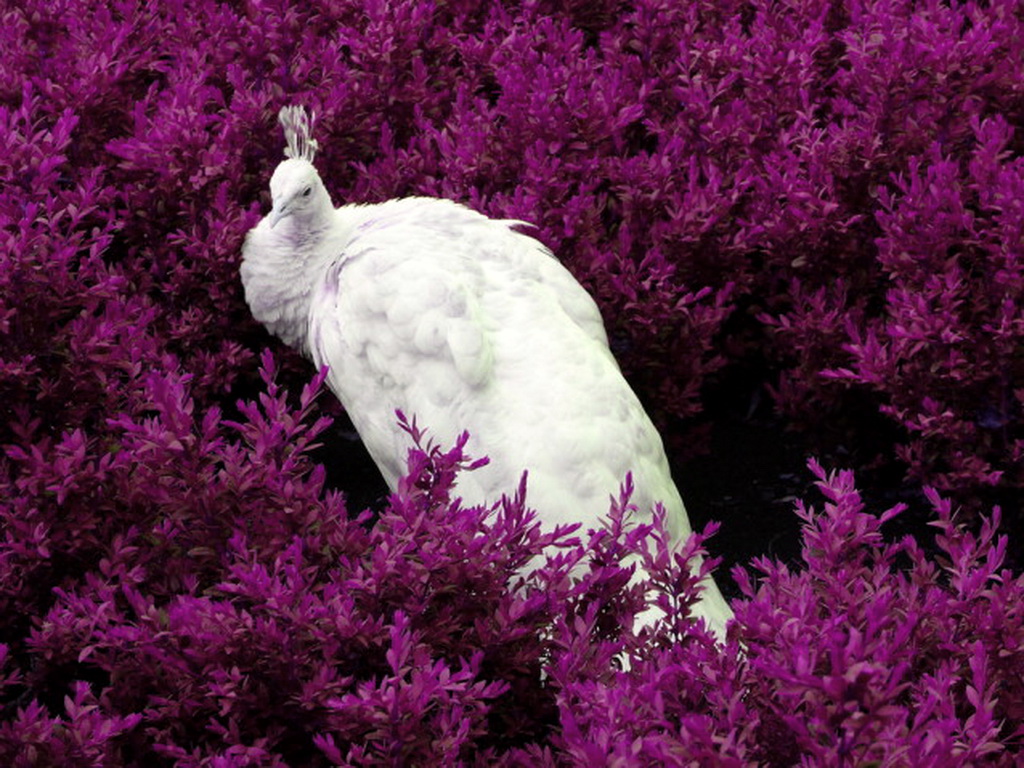 beautiful white wallpaper,bird,purple,beak,plant,feather