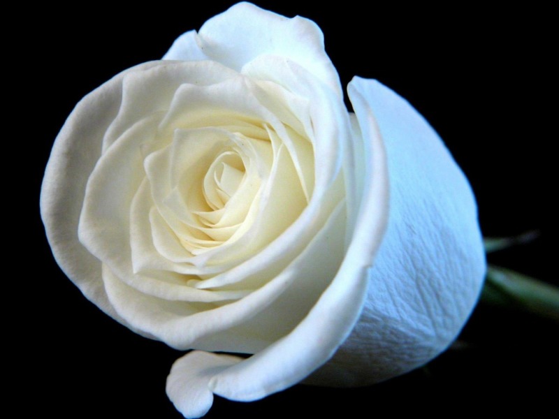 美しい白い壁紙,白い,花,ローズ,花弁,庭のバラ