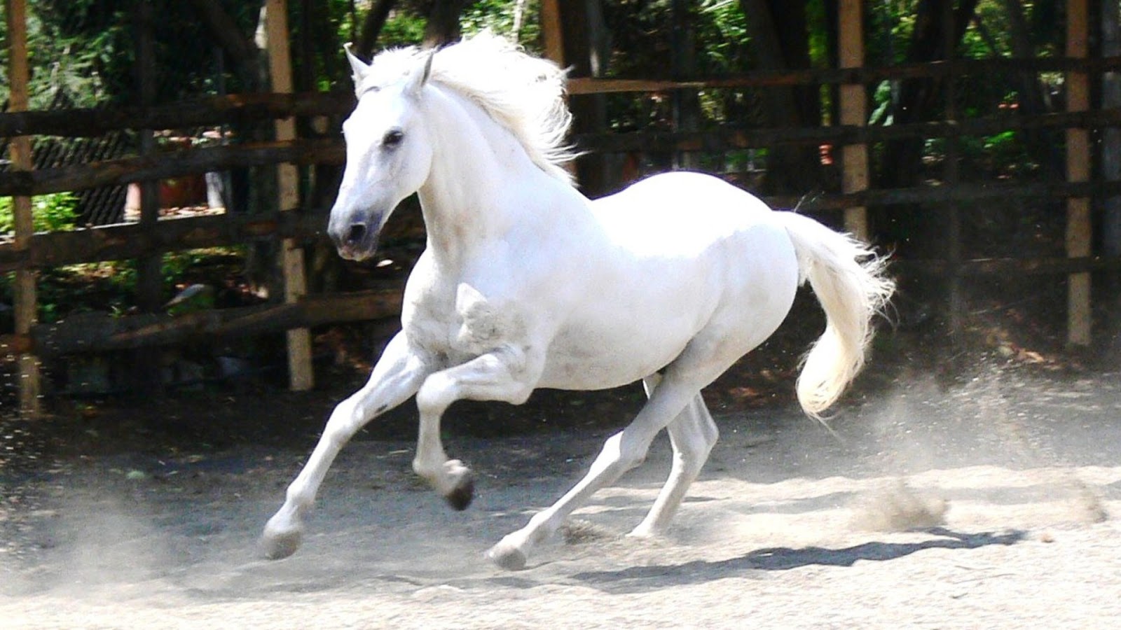 beau fond d'écran blanc,cheval,crinière,étalon,jument,cheval mustang