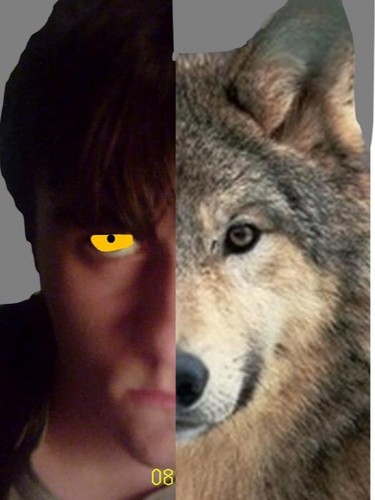 wolfblood 바탕 화면,늑대,늑대 개,머리,체코 슬로바키아 wolfdog,주둥이