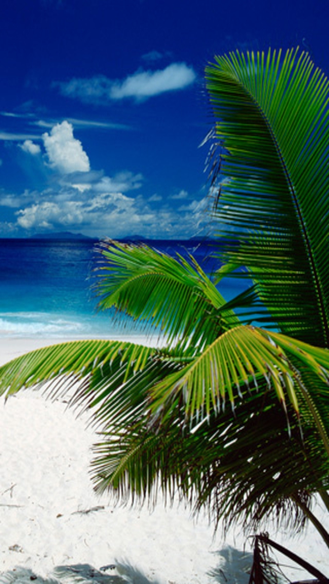 immagini di sfondo del telefono,natura,albero,cielo,palma,caraibico
