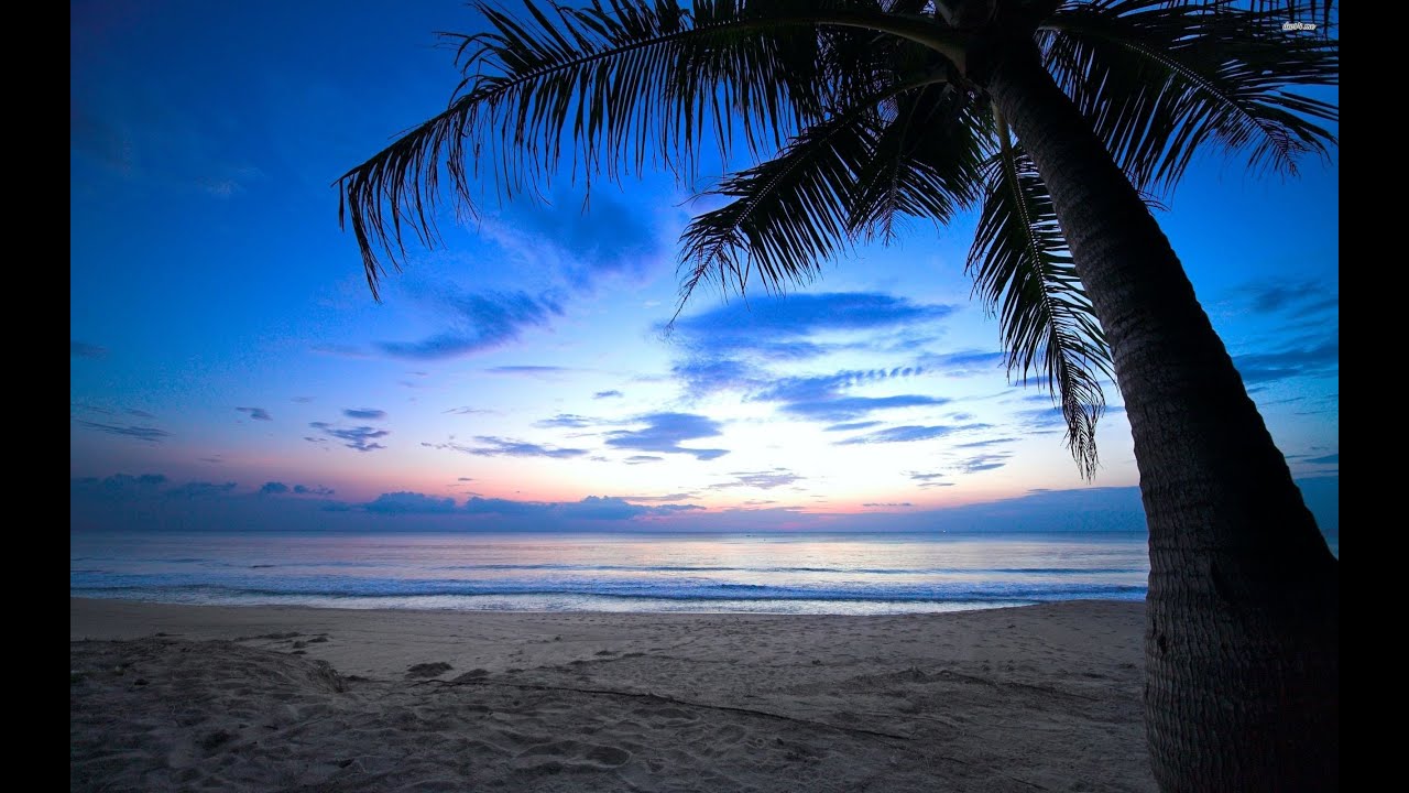 fond d'écran mignon de plage,ciel,arbre,océan,horizon,plage