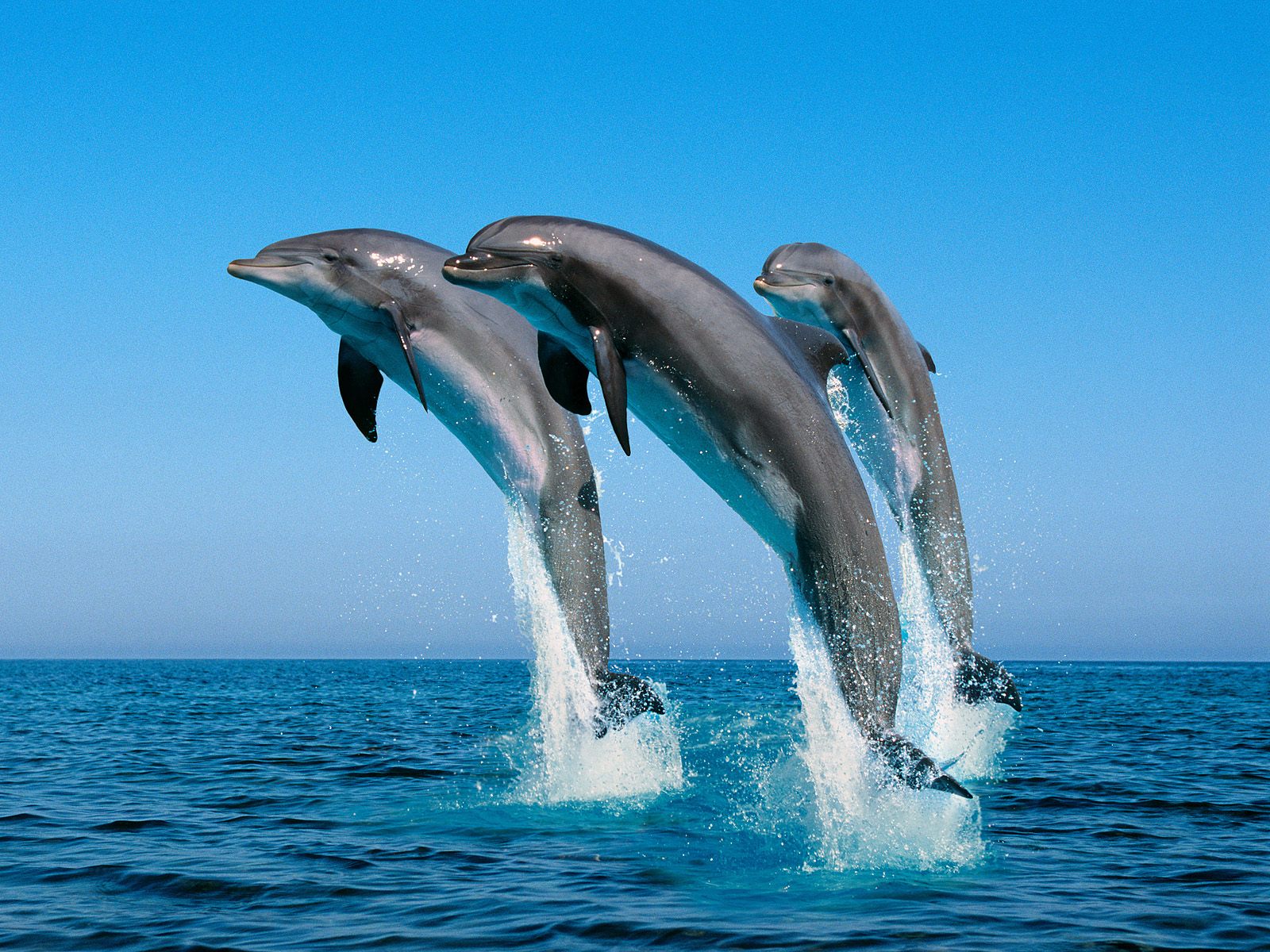 fondos de pantalla geniales para niños,delfín,delfín nariz de botella común,delfín nariz de botella,delfín común de pico corto,mamífero marino