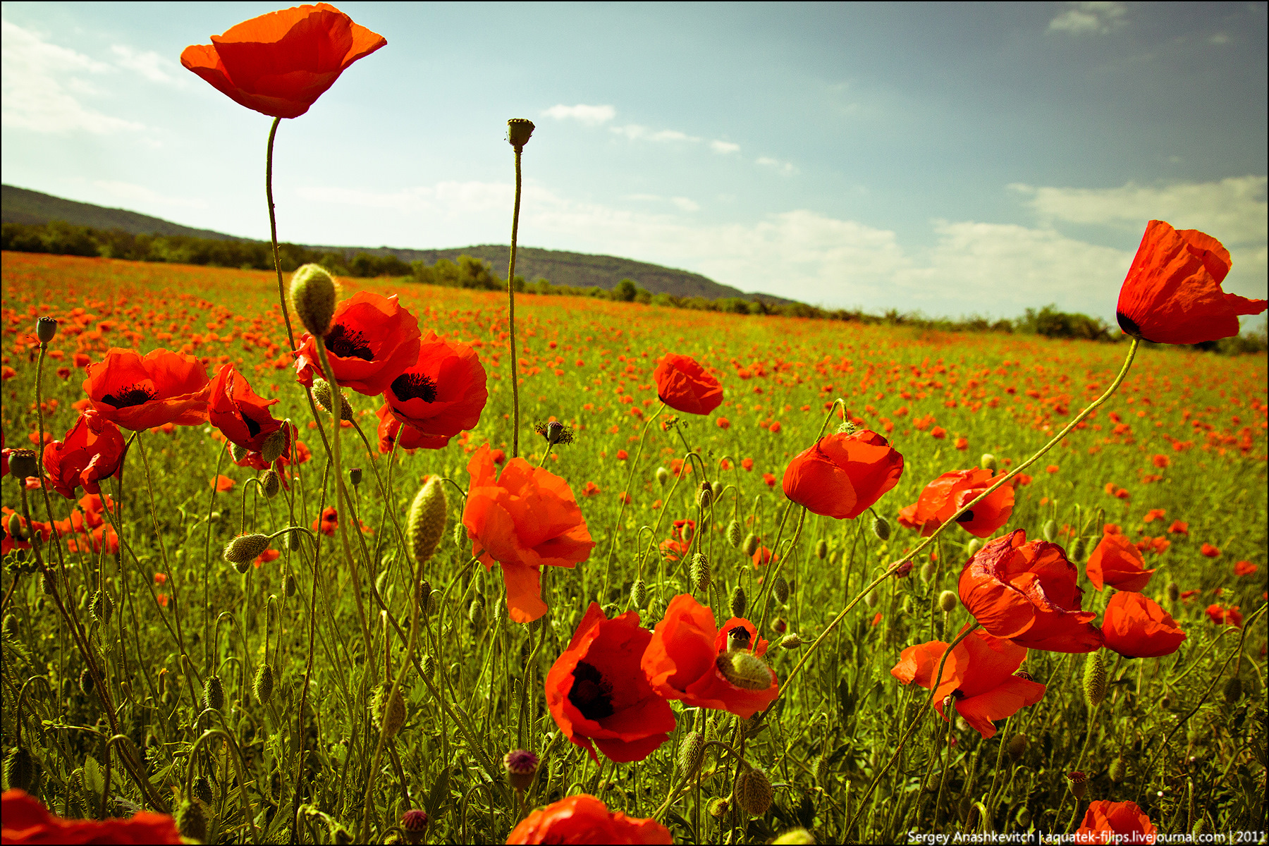 set wallpaper,coquelicot,flower,natural landscape,field,red