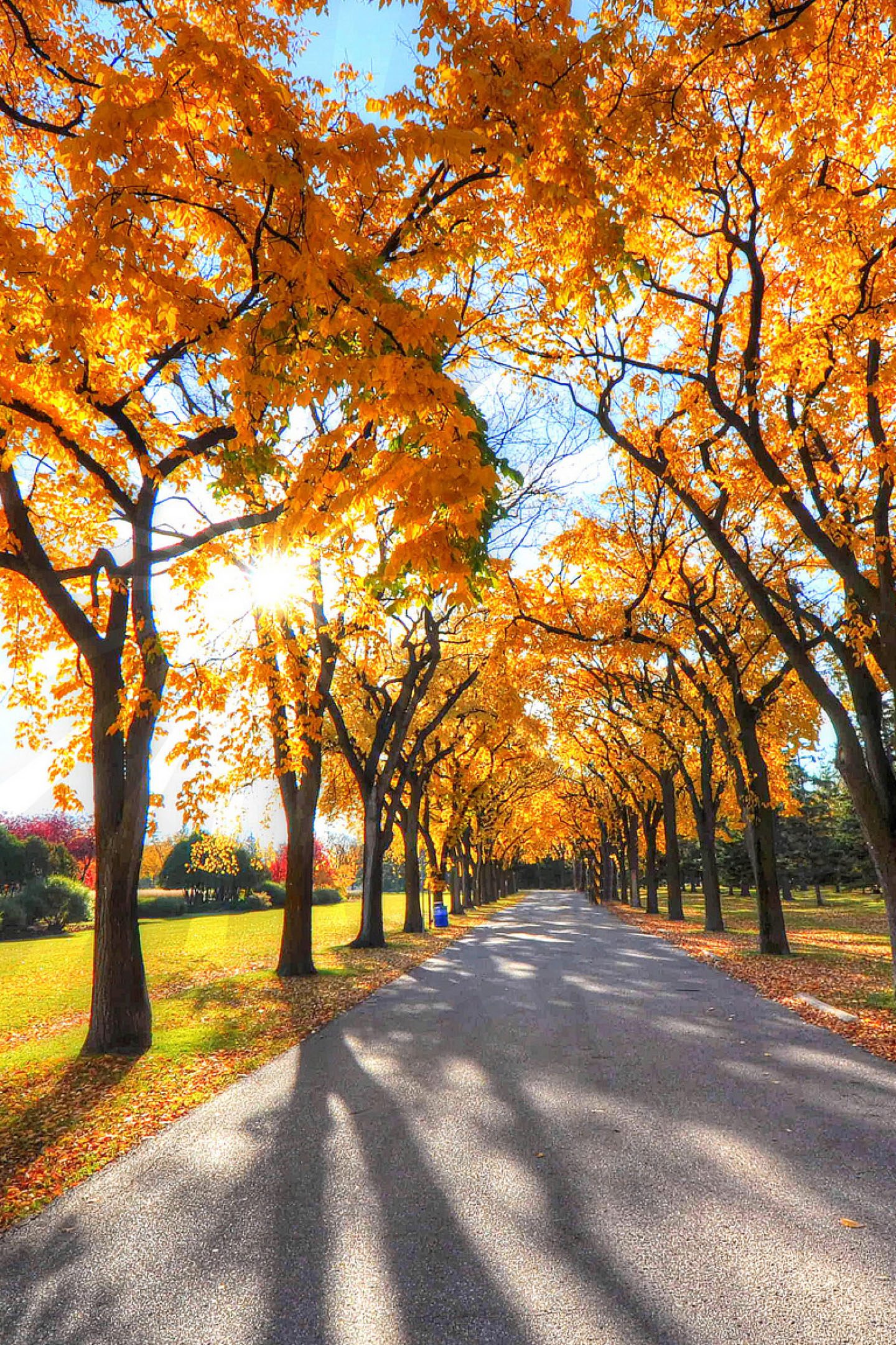 sfondo 4k per cellulare,albero,paesaggio naturale,natura,foglia,autunno