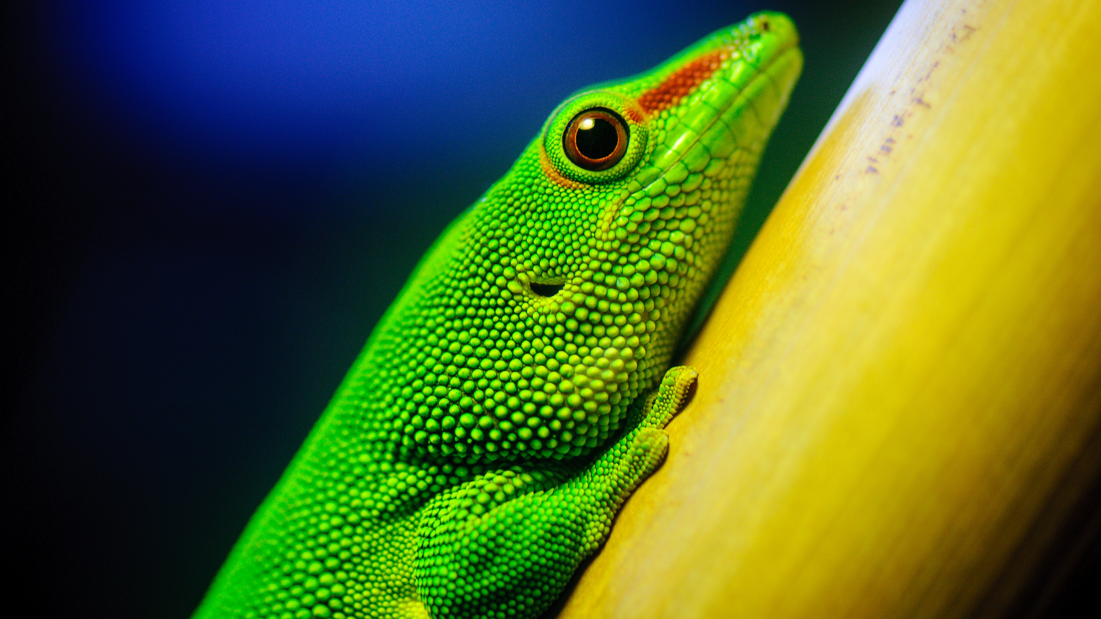 wallpaper hd 4k,verde,rettile,anole,lucertola,geco