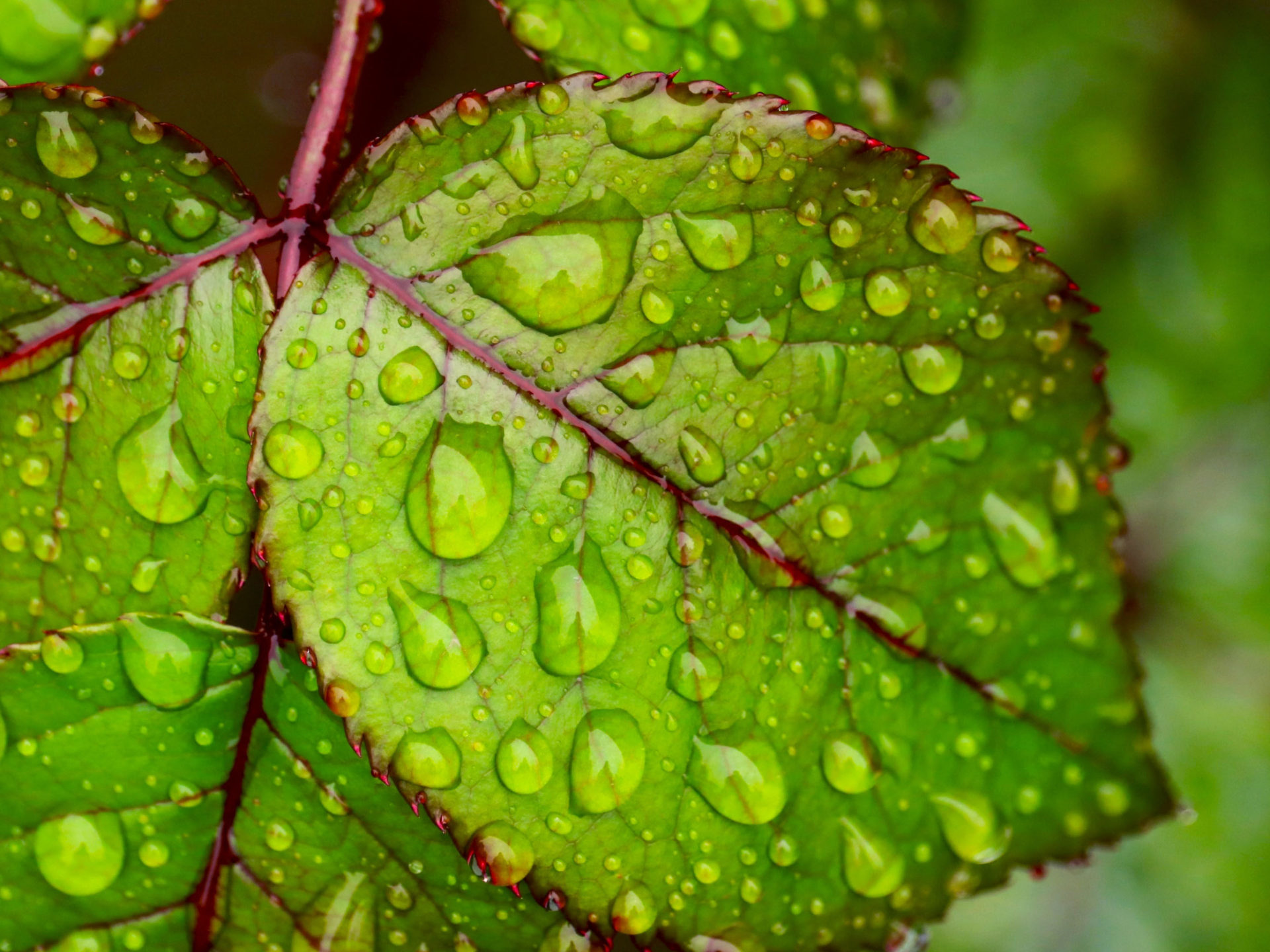 fond d'écran hd 4k,feuille,vert,l'eau,laissez tomber,rosée