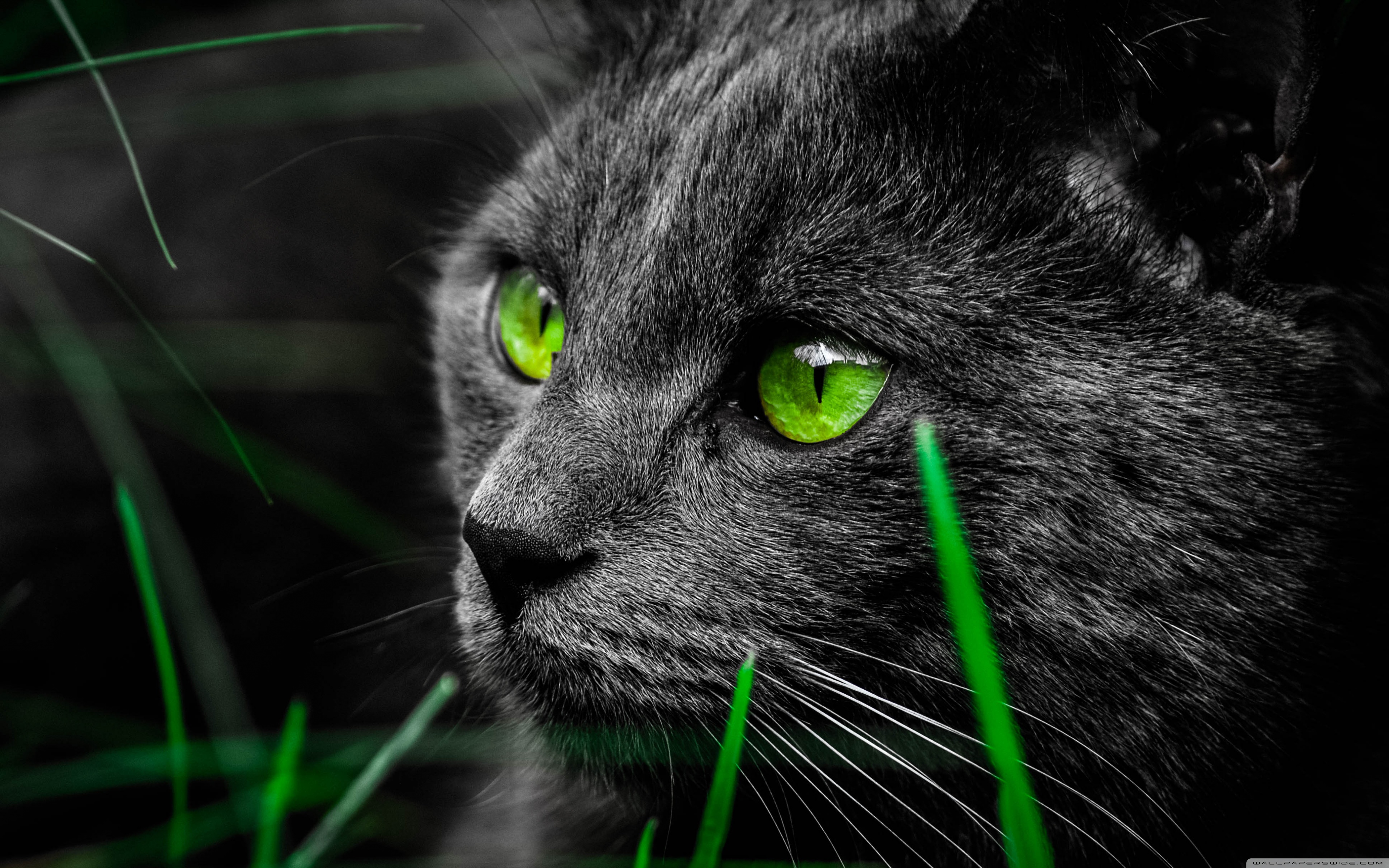 4k ultra hd wallpapers,cat,mammal,vertebrate,green,whiskers