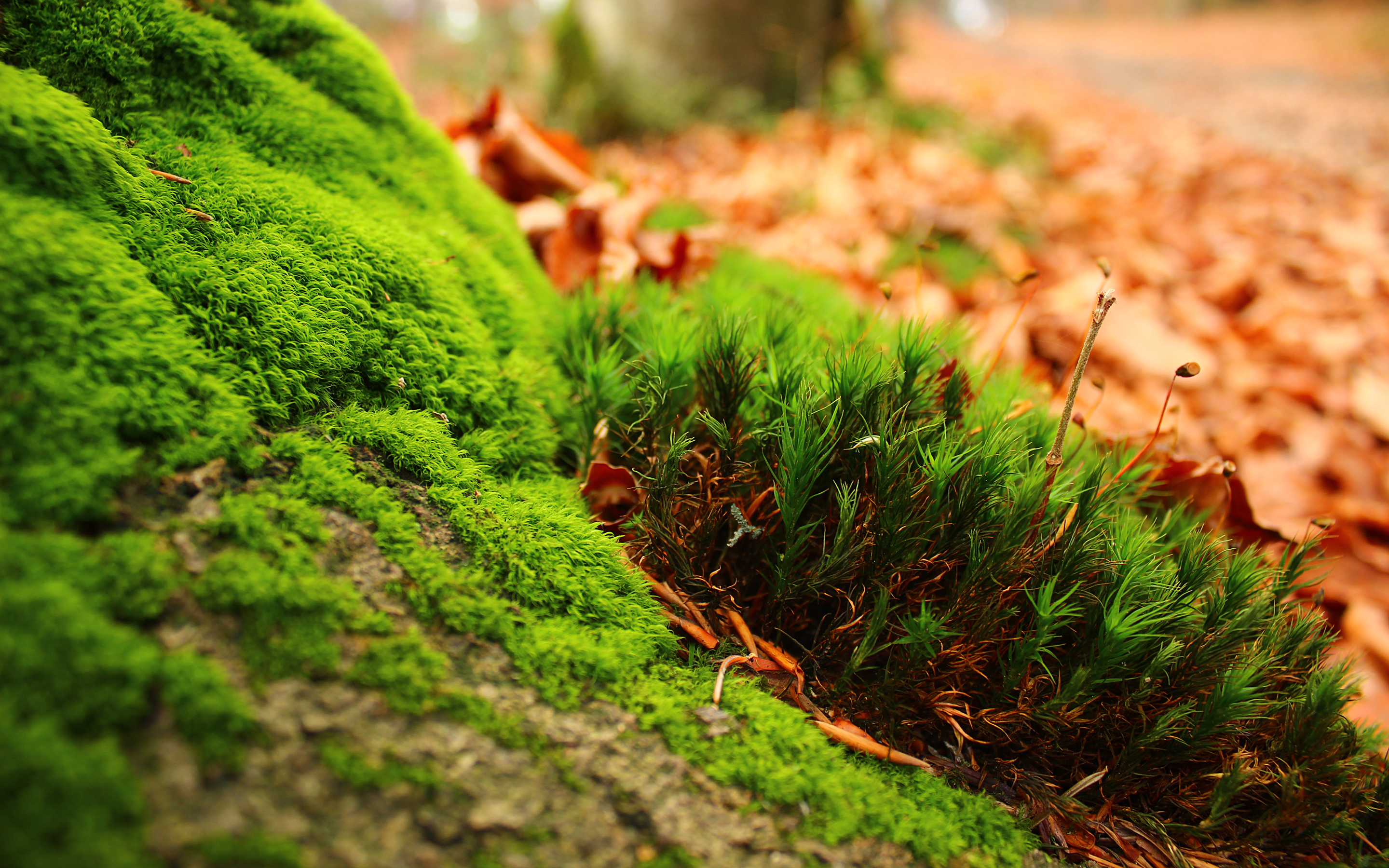 uhd wallpaper,natura,pianta terrestre non vascolare,paesaggio naturale,pianta,foglia