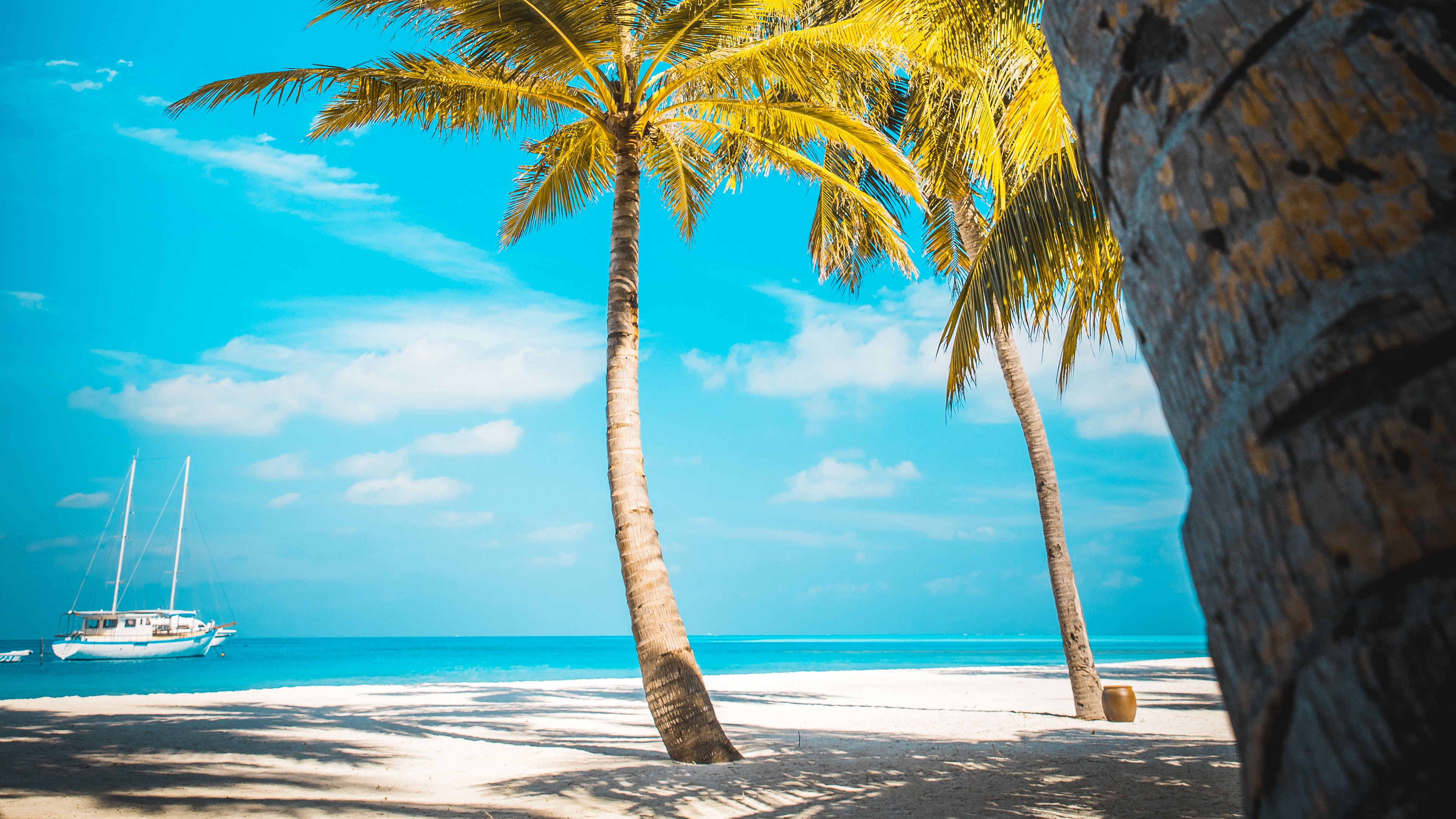 uhd wallpaper,tree,nature,sky,tropics,palm tree