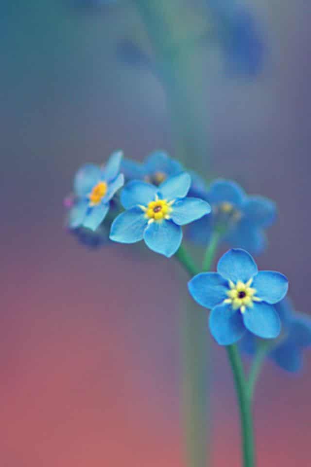 flower wallpaper iphone,flowering plant,water forget me not,forget me not,flower,alpine forget me not