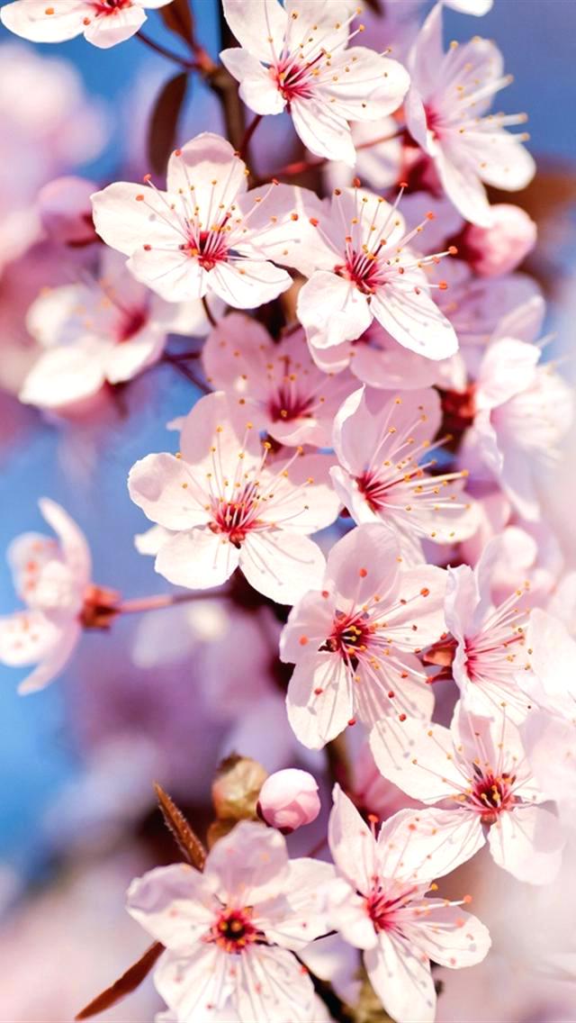 fond d'écran fleur iphone,fleur,fleur,pétale,fleur de cerisier,printemps