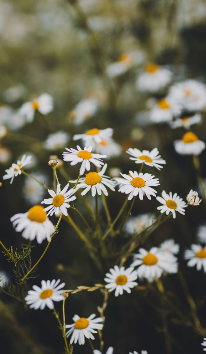 flower wallpaper iphone,flower,flowering plant,heath aster,daisy,chamomile