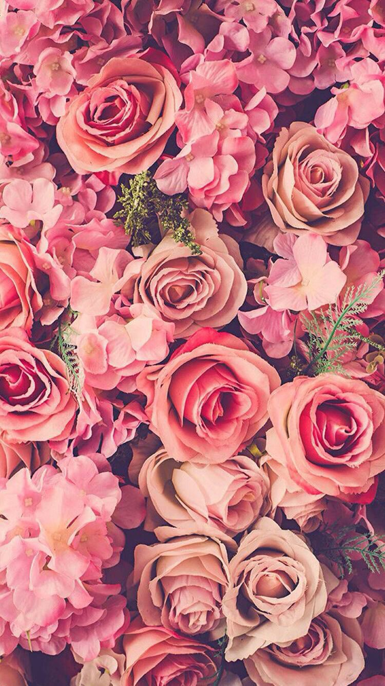 flor fondos de pantalla iphone,rosas de jardín,flor,rosado,rosa,rosa centifolia