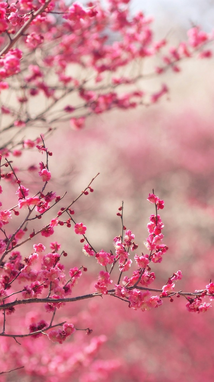 花壁紙iphone,ピンク,花,花,春,桜の花