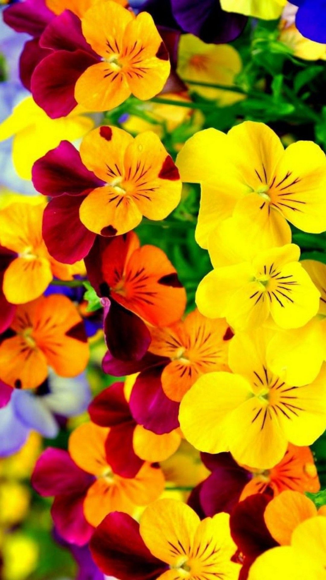 fond d'écran fleur iphone,fleur,plante à fleurs,pétale,jaune,plante