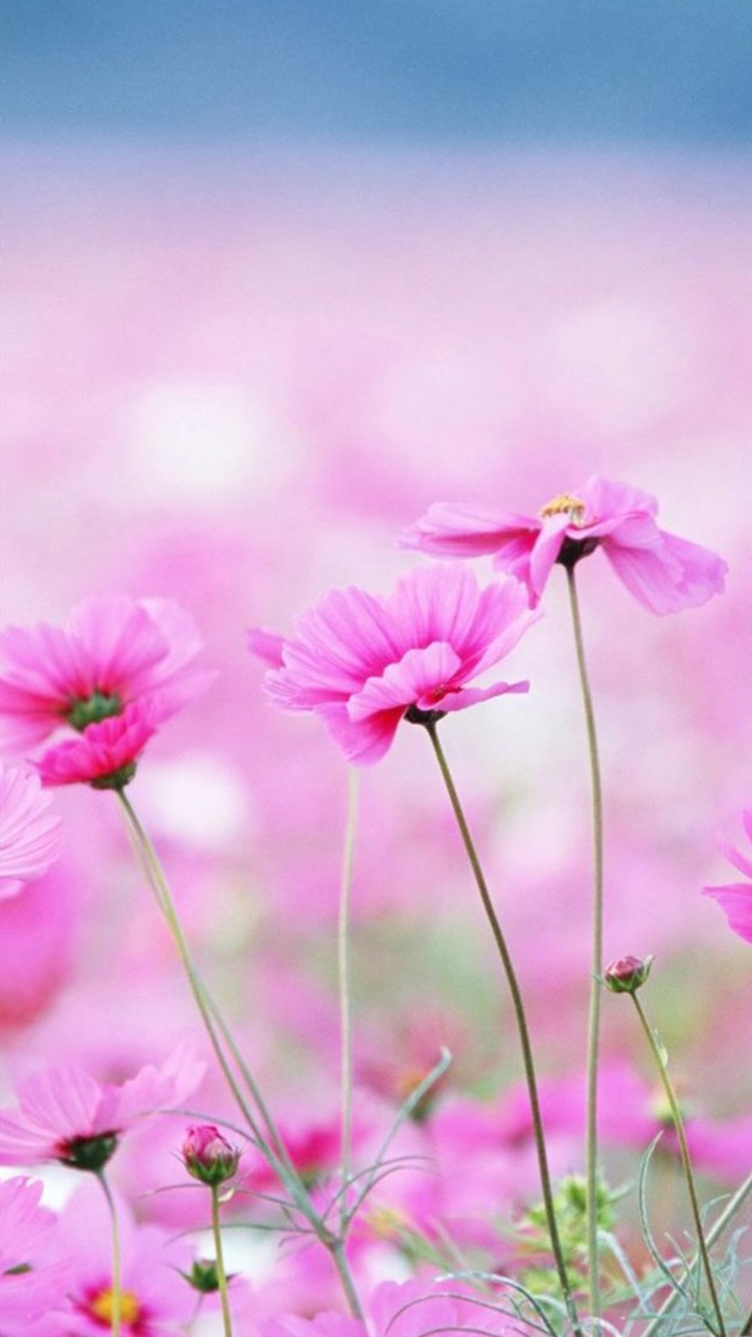 flor fondos de pantalla iphone,flor,planta floreciendo,pétalo,rosado,planta