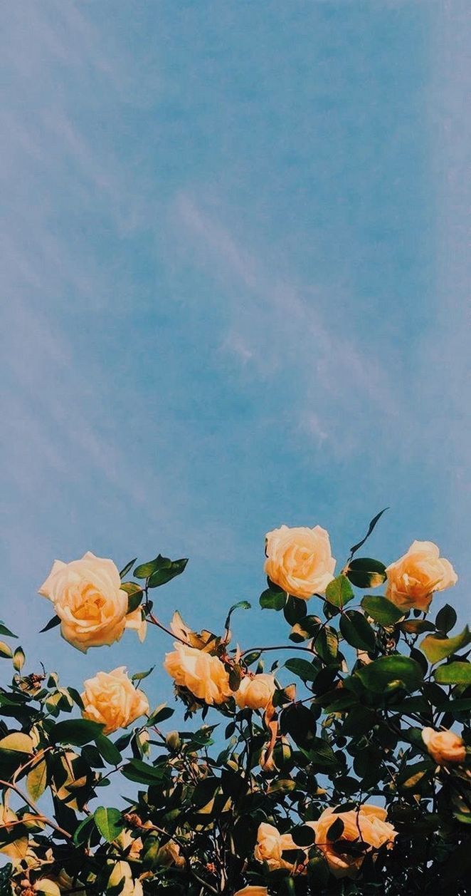 flower wallpaper iphone,julia child rose,flower,sky,plant,garden roses