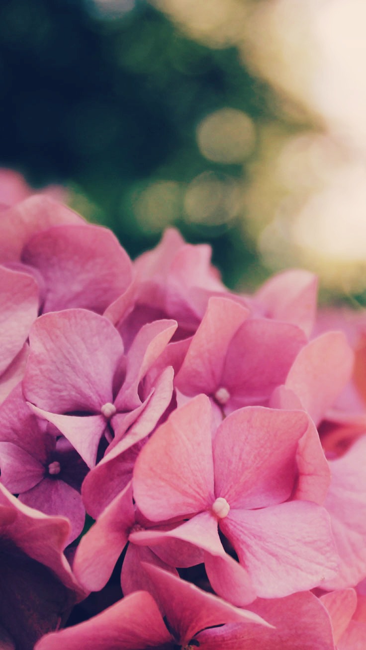 flor fondos de pantalla iphone,pétalo,flor,rosado,planta,planta floreciendo