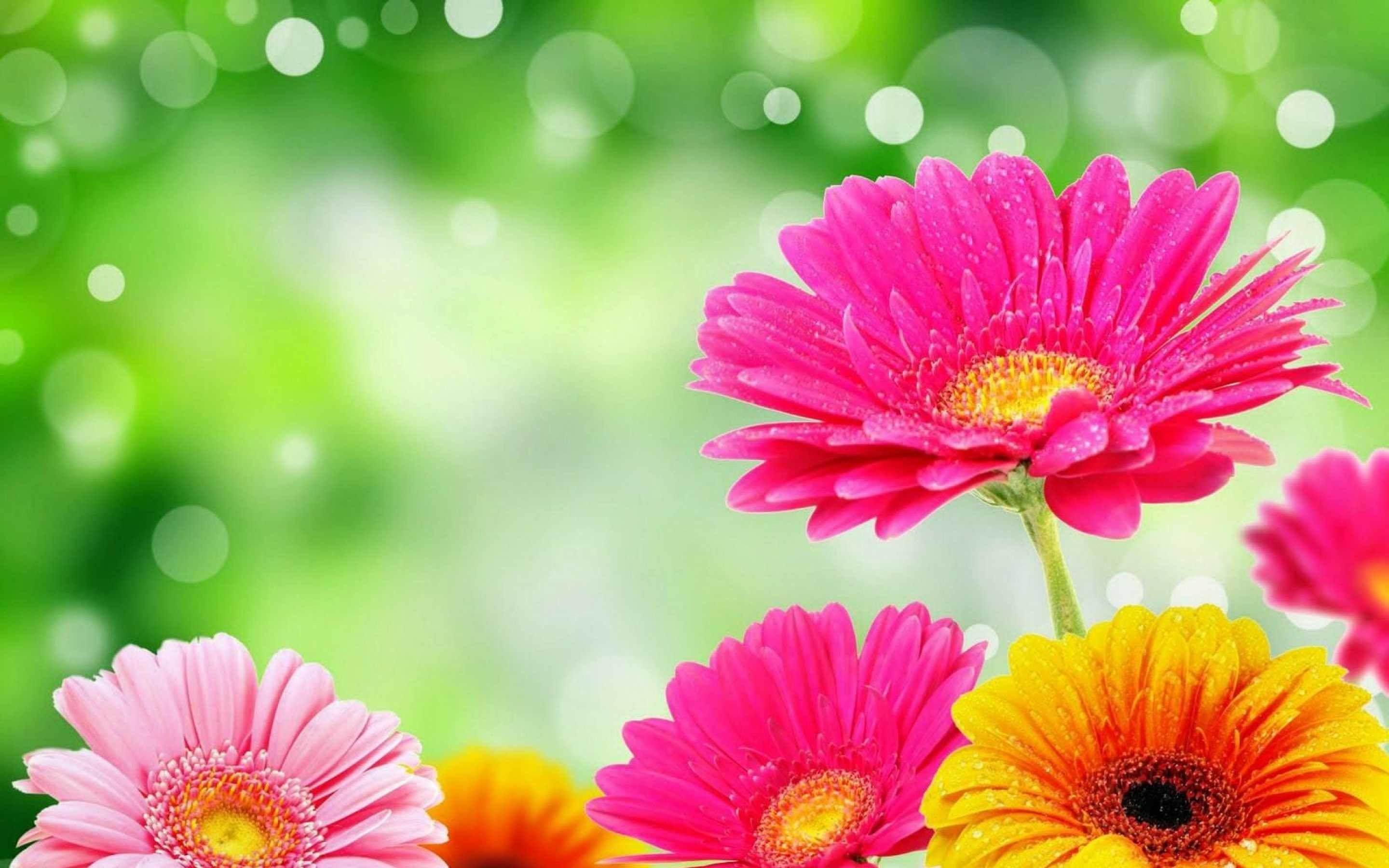 flower wallpaper iphone,flower,flowering plant,barberton daisy,gerbera,petal