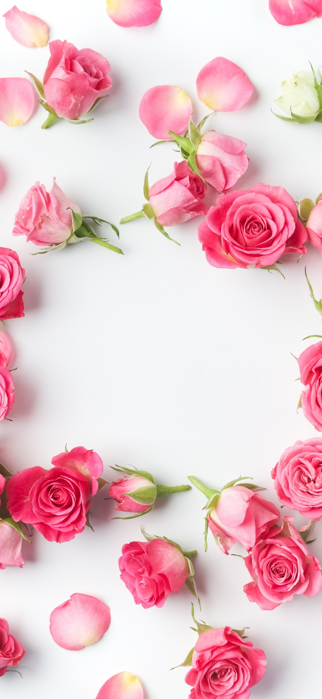 꽃 벽지 아이폰,분홍,장미,꽃잎,꽃,정원 장미