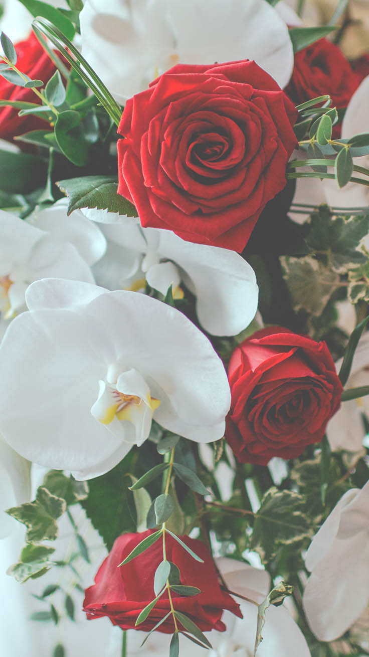 flor fondos de pantalla iphone,flor,planta floreciendo,rosas de jardín,blanco,floribunda