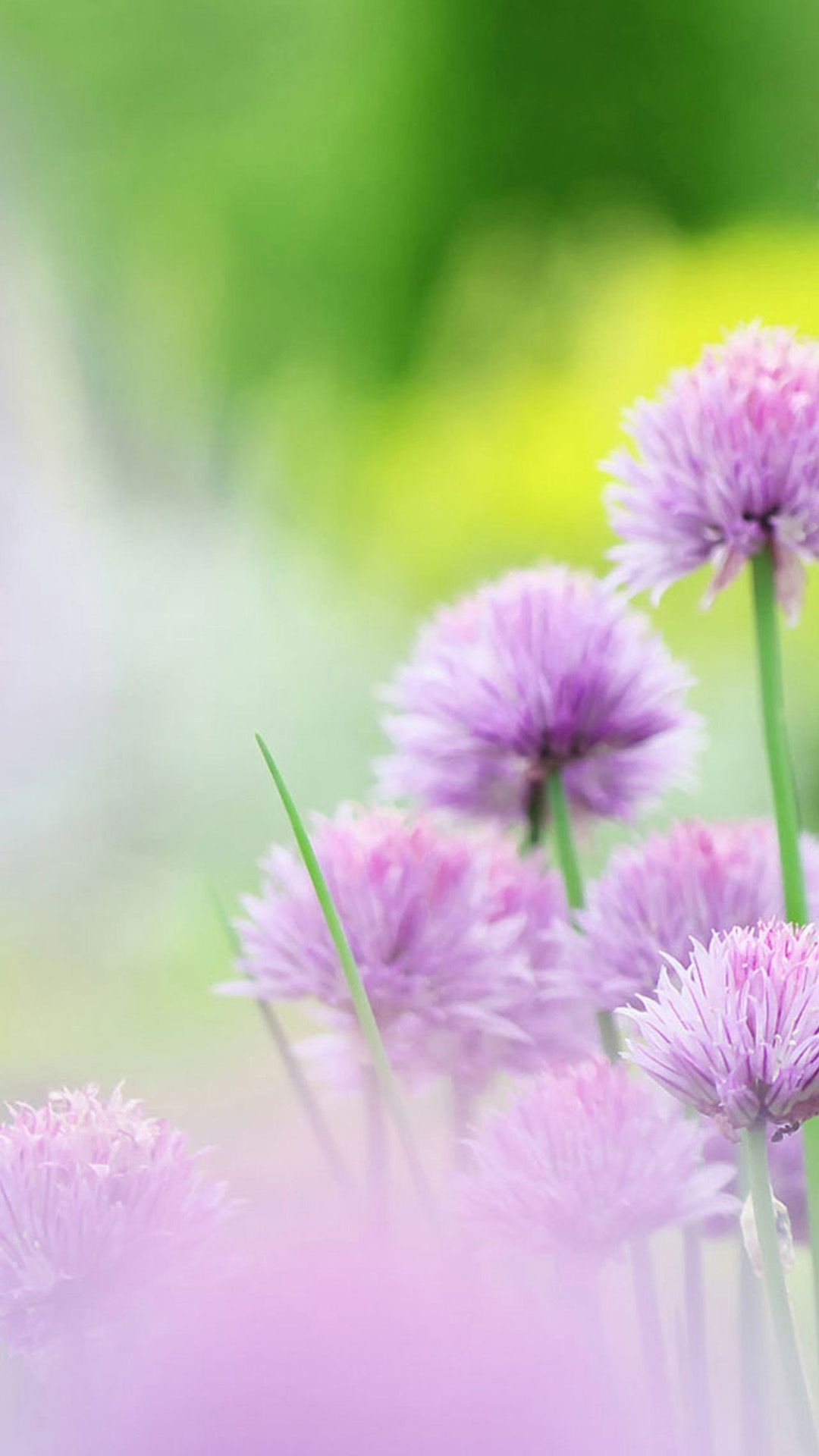 flower wallpaper iphone,flowering plant,plant,flower,purple,chives