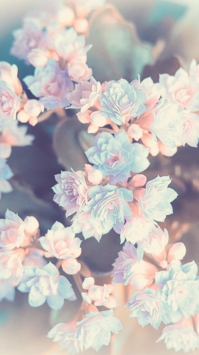 flower wallpaper iphone,pink,flower,lilac,lavender,plant
