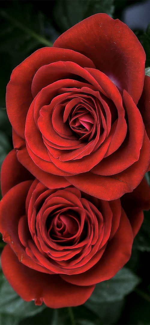 flower wallpaper iphone,flower,rose,garden roses,flowering plant,petal