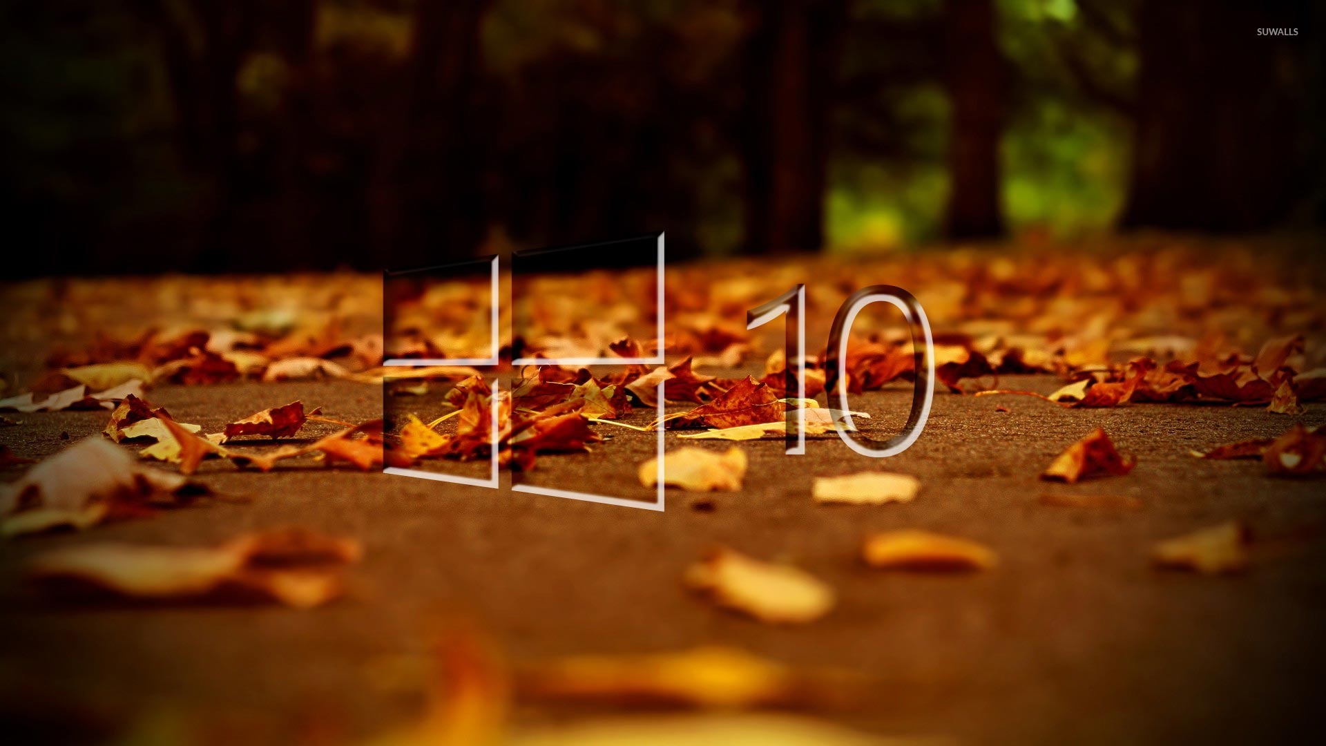 uhd wallpaper,foglia,autunno,leggero,arancia,giallo