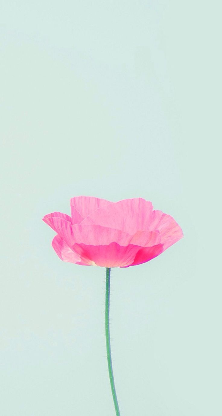 cute iphone wallpapers,pink,petal,flower,plant,plant stem
