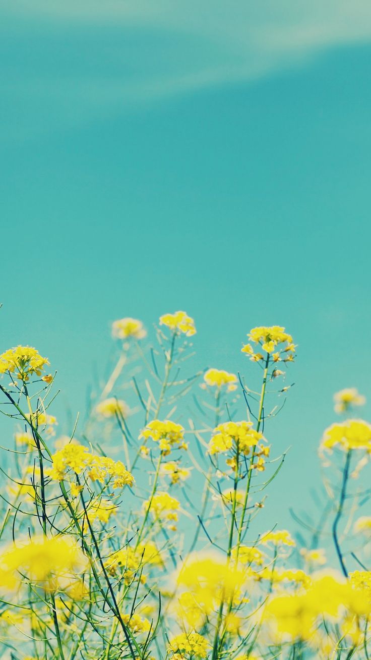 cute iphone wallpapers,yellow,flower,plant,canola,wildflower