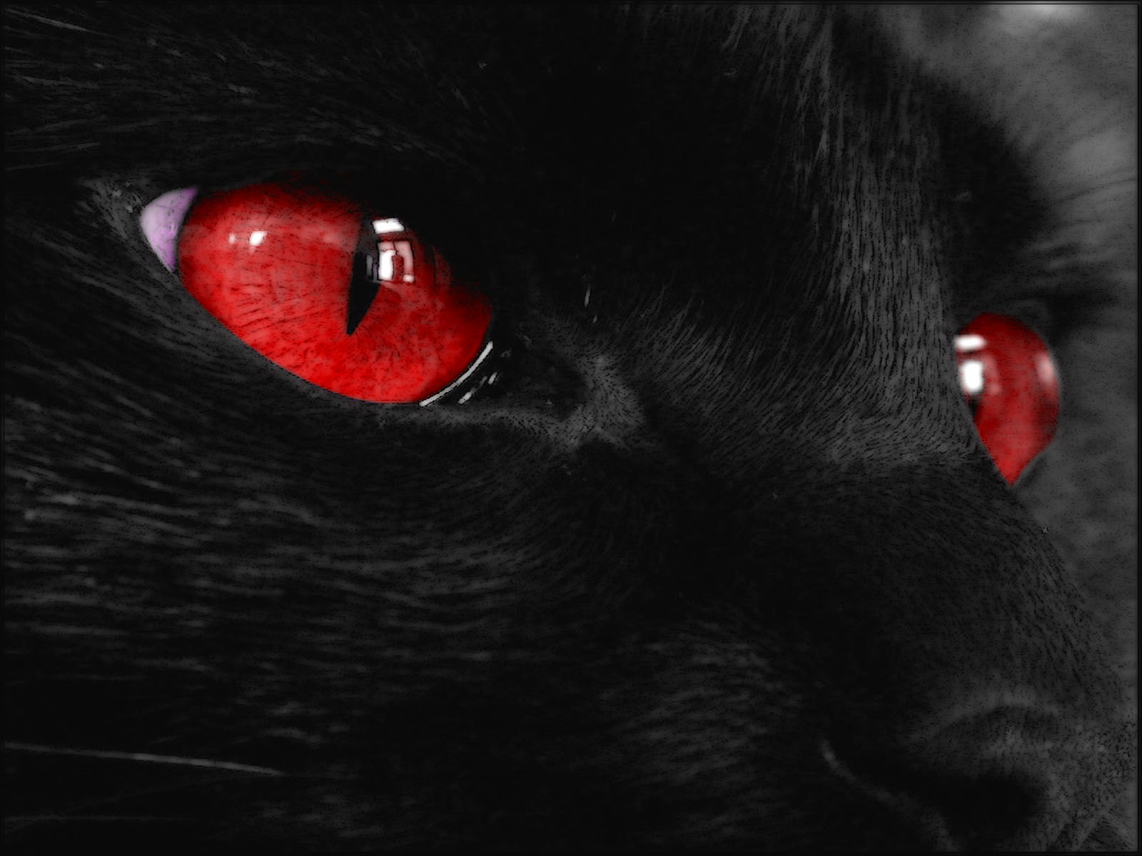 sfondi scuri hd,gatto,gatto nero,nero,rosso,gatti di piccola e media taglia