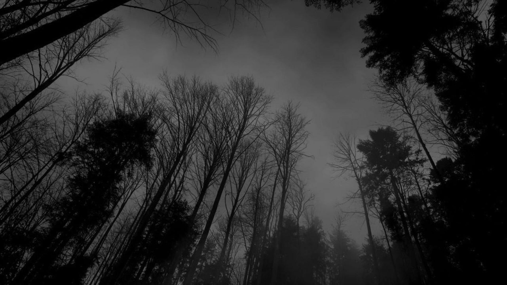 fonds d'écran sombres hd,ciel,la nature,noir,arbre,atmosphère