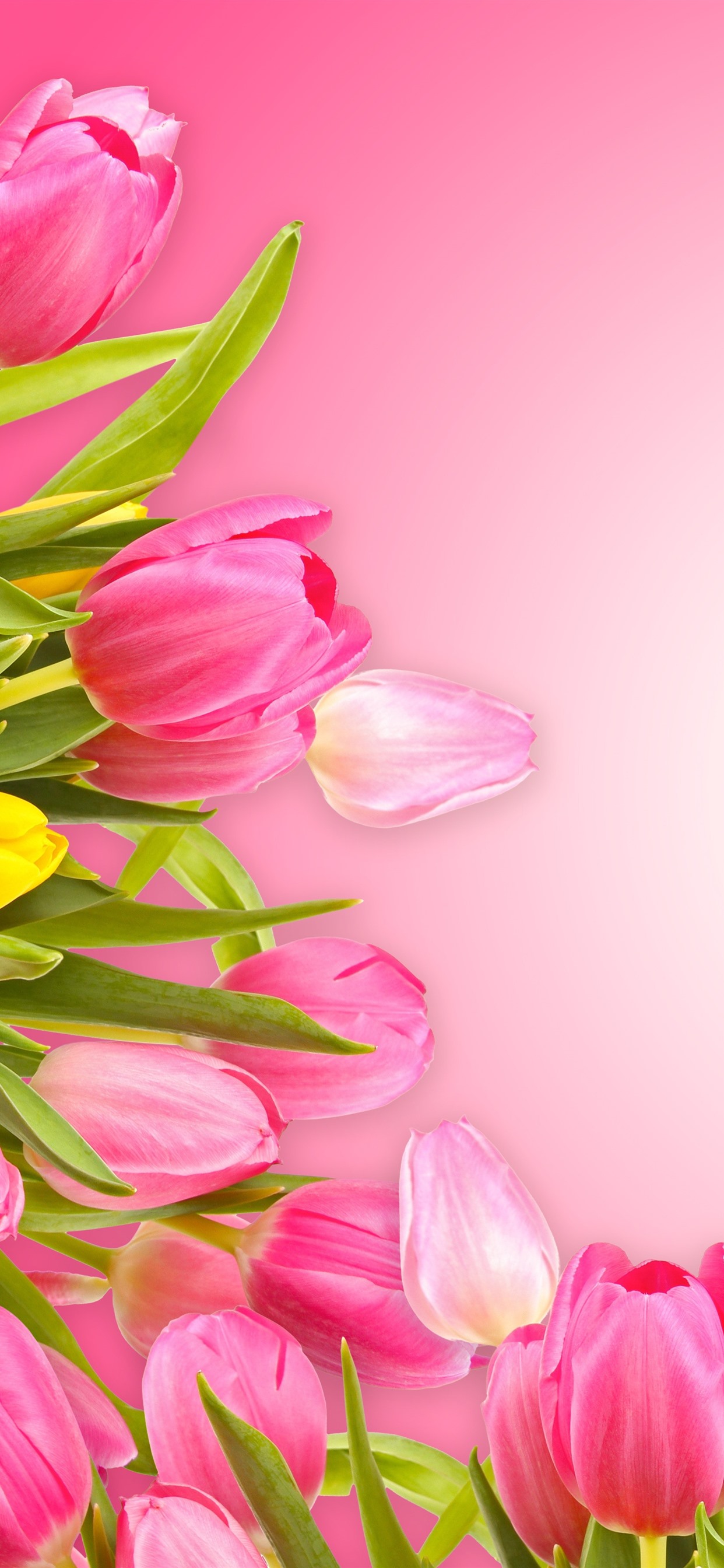핑크 아이폰 배경 화면,분홍,꽃잎,꽃,식물,꽃을 자르다