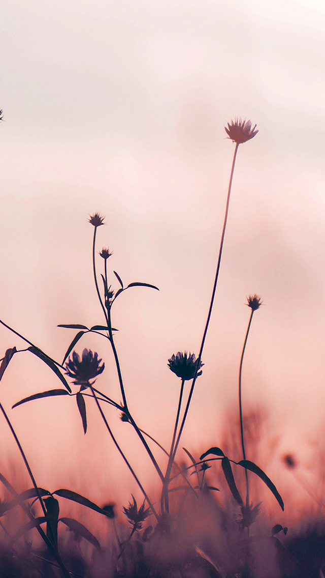 rosa fondo de pantalla para iphone,naturaleza,flor,planta,tallo de la planta,césped