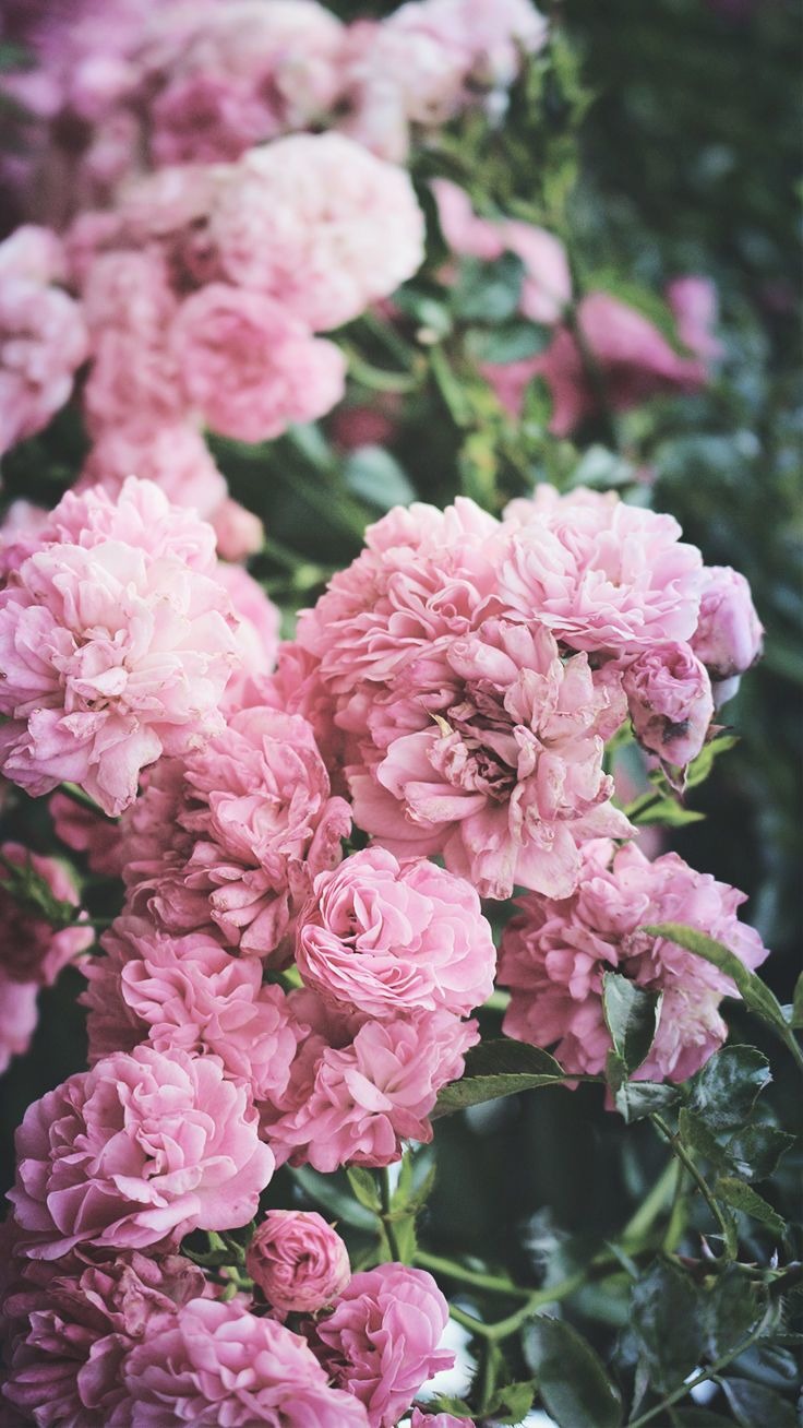 pink iphone wallpaper,flower,flowering plant,pink,garden roses,plant