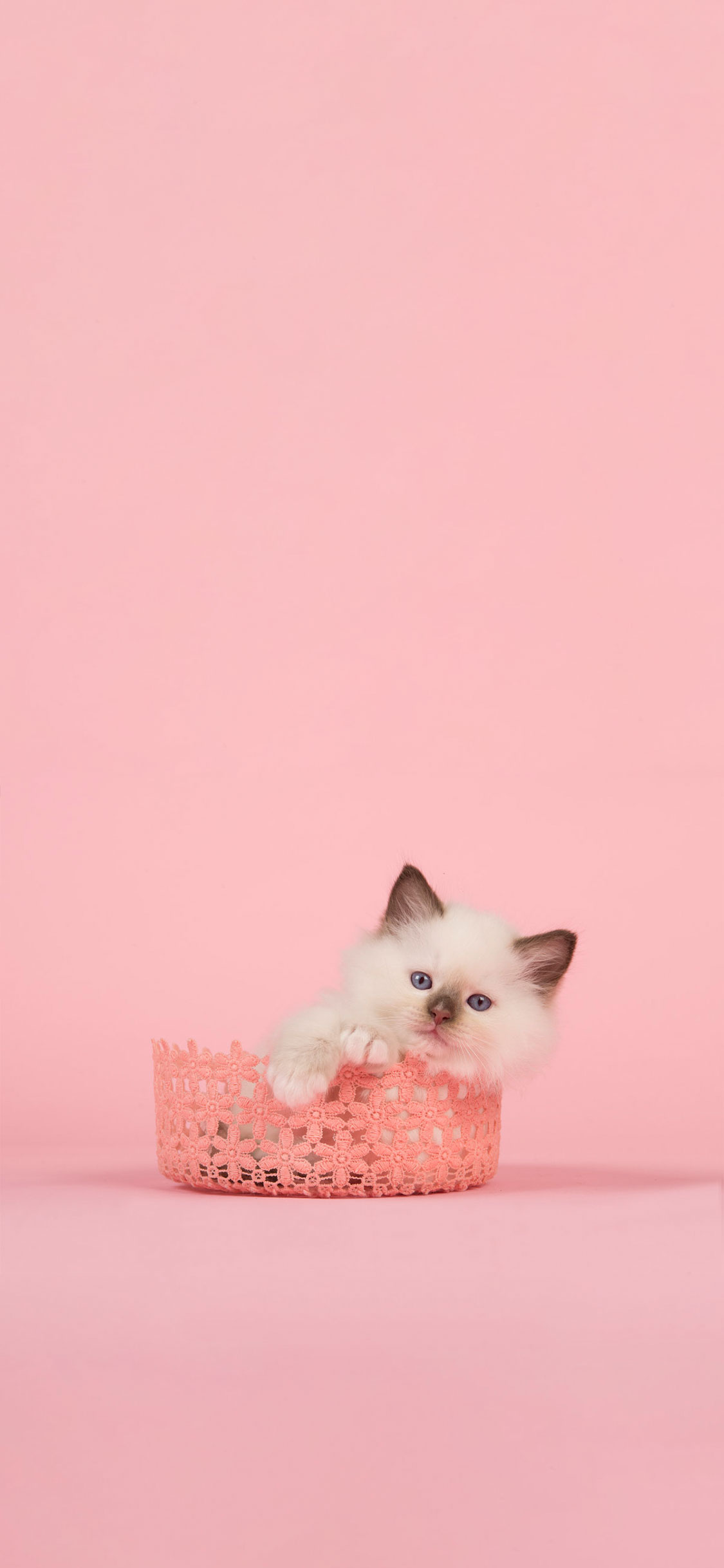 ピンクのiphoneの壁紙,ネコ,ピンク,白い,ネコ科,中型から中型の猫