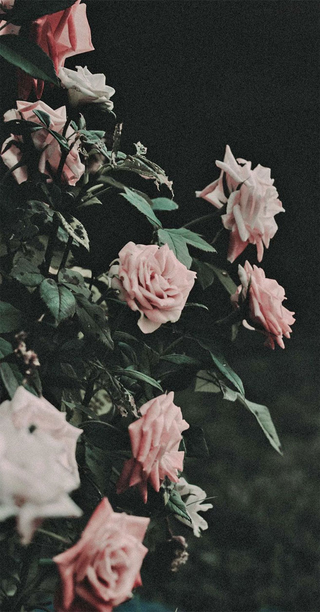 rosa fondo de pantalla para iphone,flor,rosado,rosas de jardín,rosa,pétalo