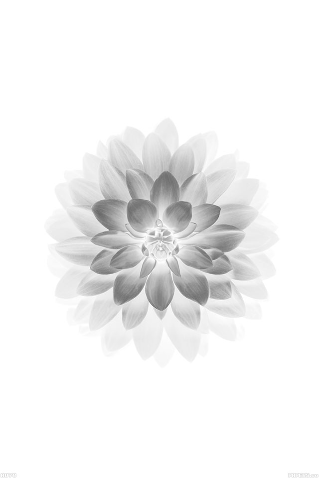 white iphone wallpaper,white,petal,dahlia,flower,black and white
