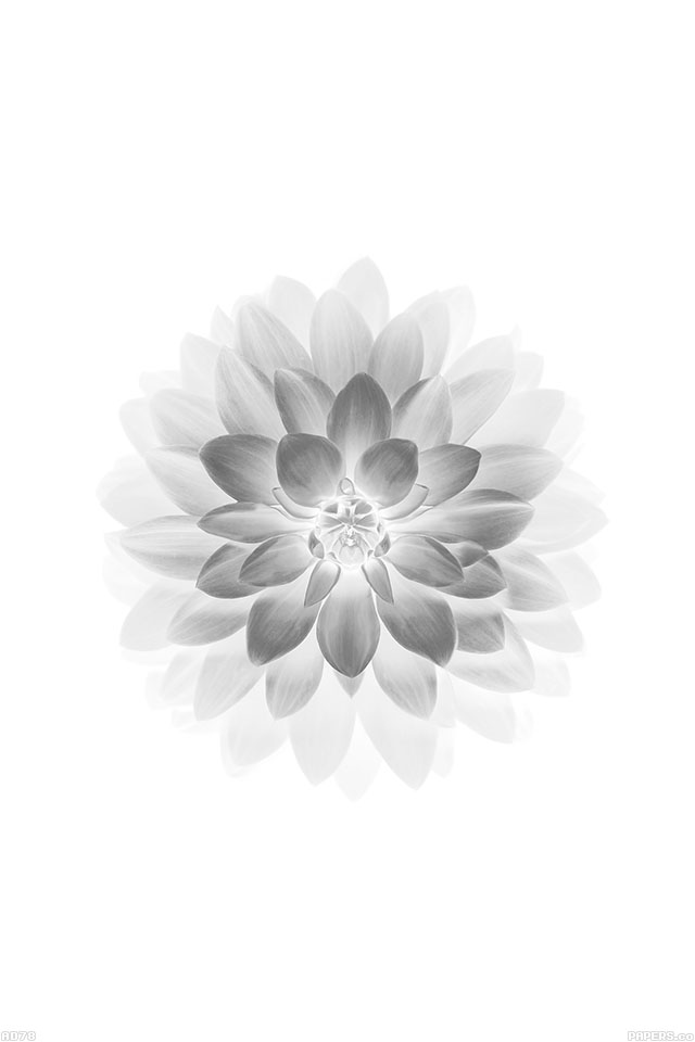 fondo de pantalla iphone blanco,blanco,pétalo,dalia,flor,en blanco y negro