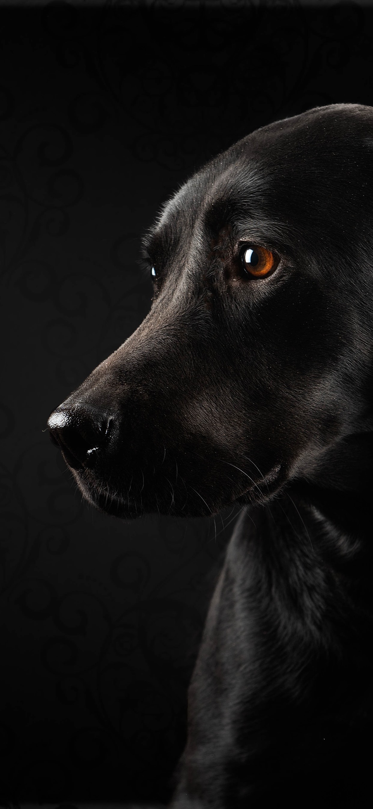 black wallpaper iphone,dog,canidae,dog breed,black,nose