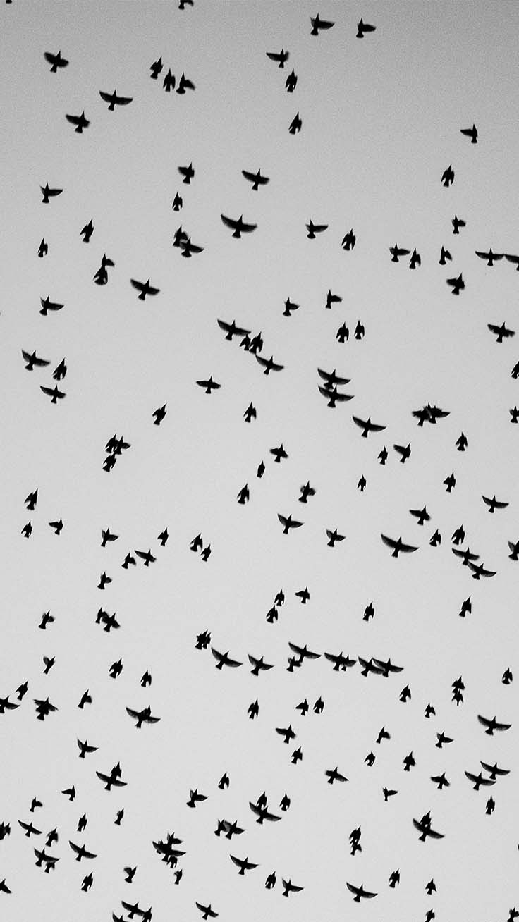 fondo de pantalla negro iphone,rebaño,migración de aves,pájaro,en blanco y negro