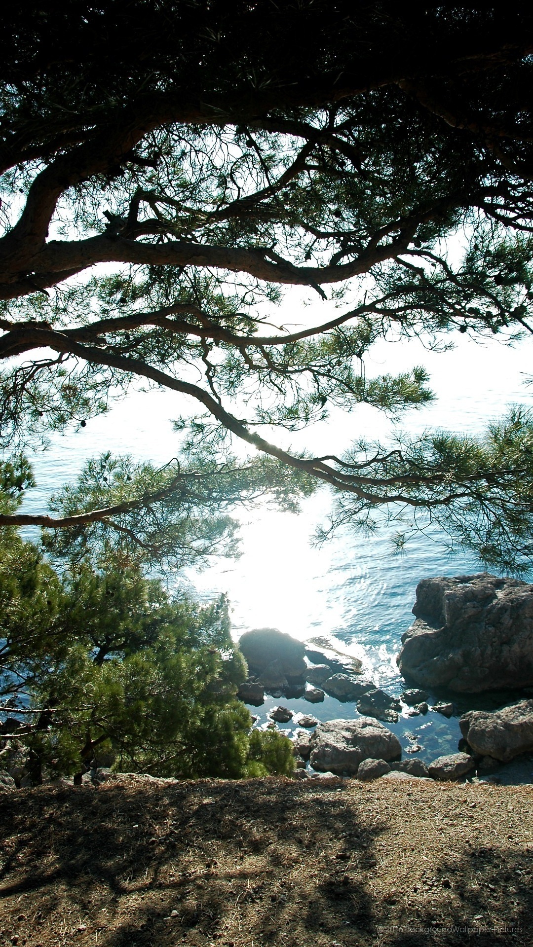 壁紙パラセルラー,自然,木,自然の風景,空,岩