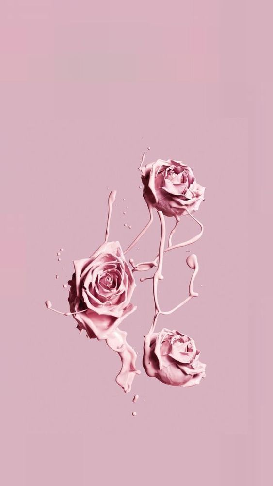 fondo de pantalla para celular,rosado,rosas de jardín,rosa,flor,fuente