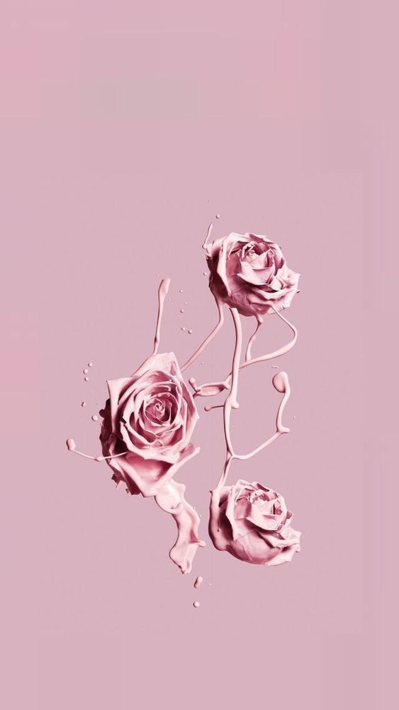 tapete para celular,rosa,gartenrosen,rose,blume,schriftart