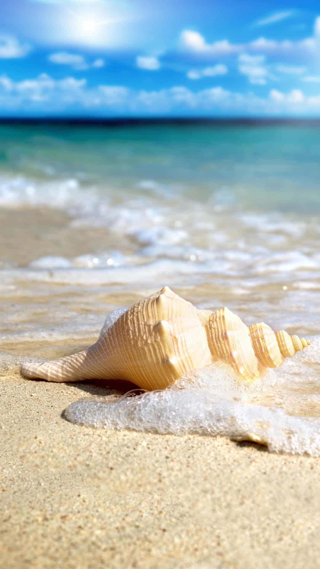 wallpaper para celular,shell,conch,sea,ocean,wave