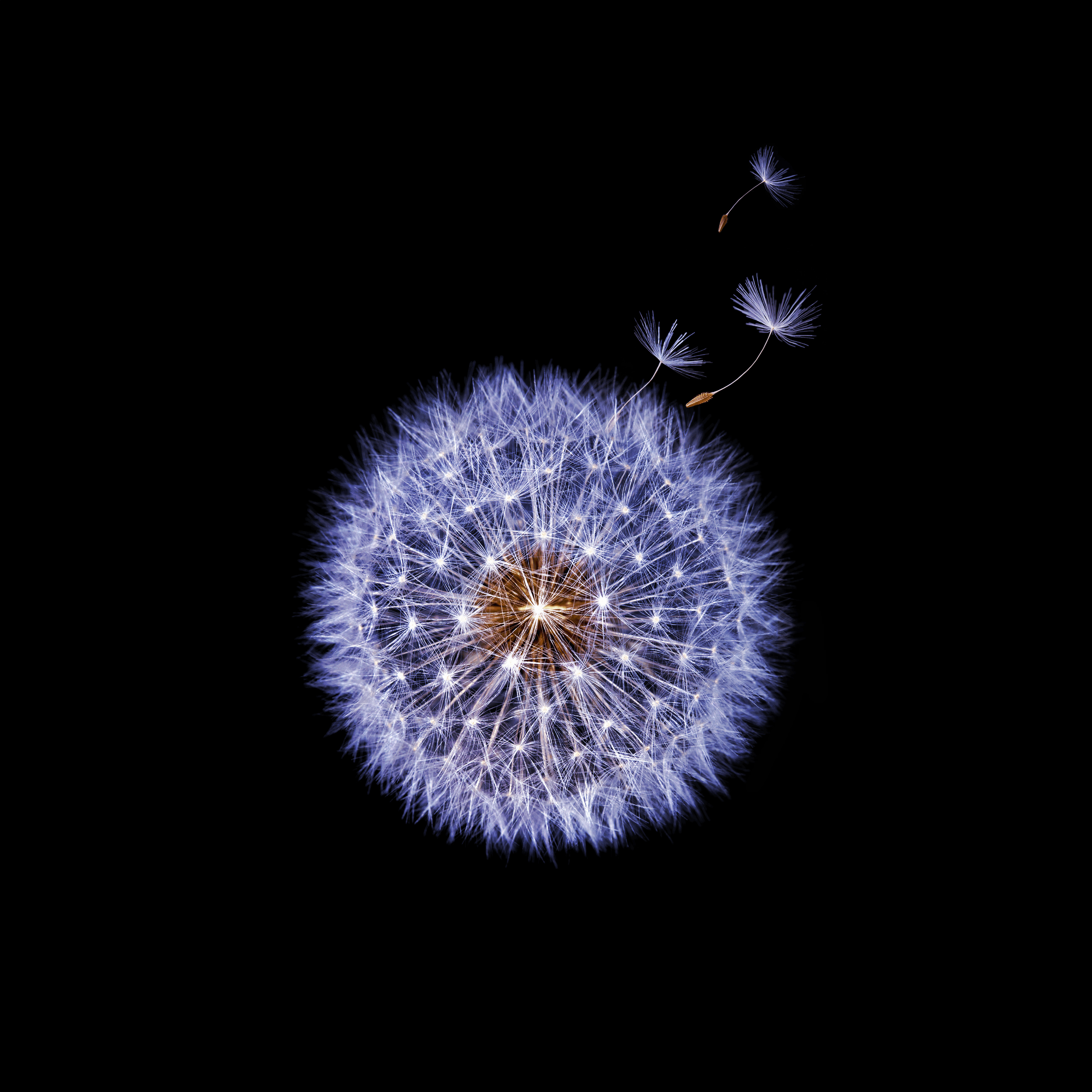 stock wallpaper,dandelion,blue,dandelion,organism,water